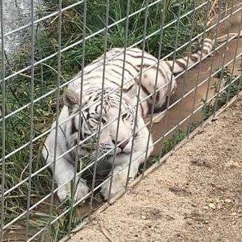 Project Survival's Cat Haven - White tiger in repose - Zoos Near Me - Dunlap, California Project Survival's Cat Haven - White tiger in repose - Zoos Near Me - Dunlap, California