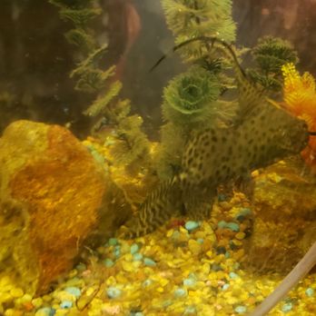 Rattler's Grill - a fish in a tank - American Near Me - Medicine Lodge, Kansas Rattler's Grill - a fish in a tank - American Near Me - Medicine Lodge, Kansas