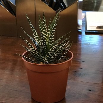 Frond Plant Shop - Nurseries & Gardening Near Me - Austin, Texas