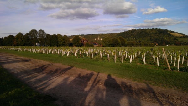 Denbies Wine Estate by null