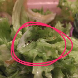 Beef'd - DRECKRESTE AUF DEM SALAT !!!!