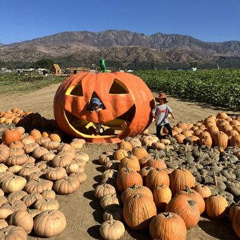 Prancer's Pumpkin Village - Christmas Trees Near Me - Ventura, California Prancer's Pumpkin Village - Christmas Trees Near Me - Ventura, California