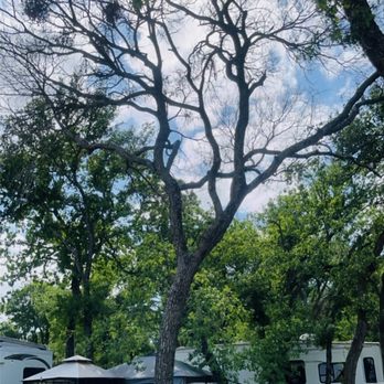 Woodhouse - Large canopy elm removal for the ft worth anglers club. - Firewood Near Me Woodhouse - Large canopy elm removal for the ft worth anglers club. - Firewood Near Me