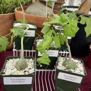 Rose Bowl Flea Market - Unique caudex plants at Rose Bowl Flea Market - Flea Markets Near Me - Pasadena, California Rose Bowl Flea Market - Unique caudex plants at Rose Bowl Flea Market - Flea Markets Near Me - Pasadena, California