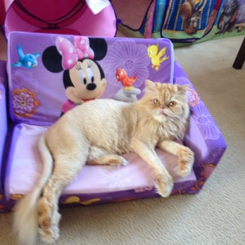 Abbi's Grooming - Lion cut! - Pet Groomers Near Me - Lincoln, California