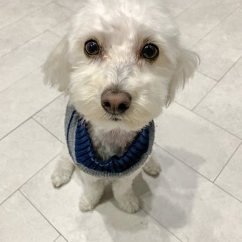 Nick's Grooming Studio - Teddy loves his spa day with Nick! - Pet Groomers Near Me - Fort Lauderdale, Florida Nick's Grooming Studio - Teddy loves his spa day with Nick! - Pet Groomers Near Me - Fort Lauderdale, Florida