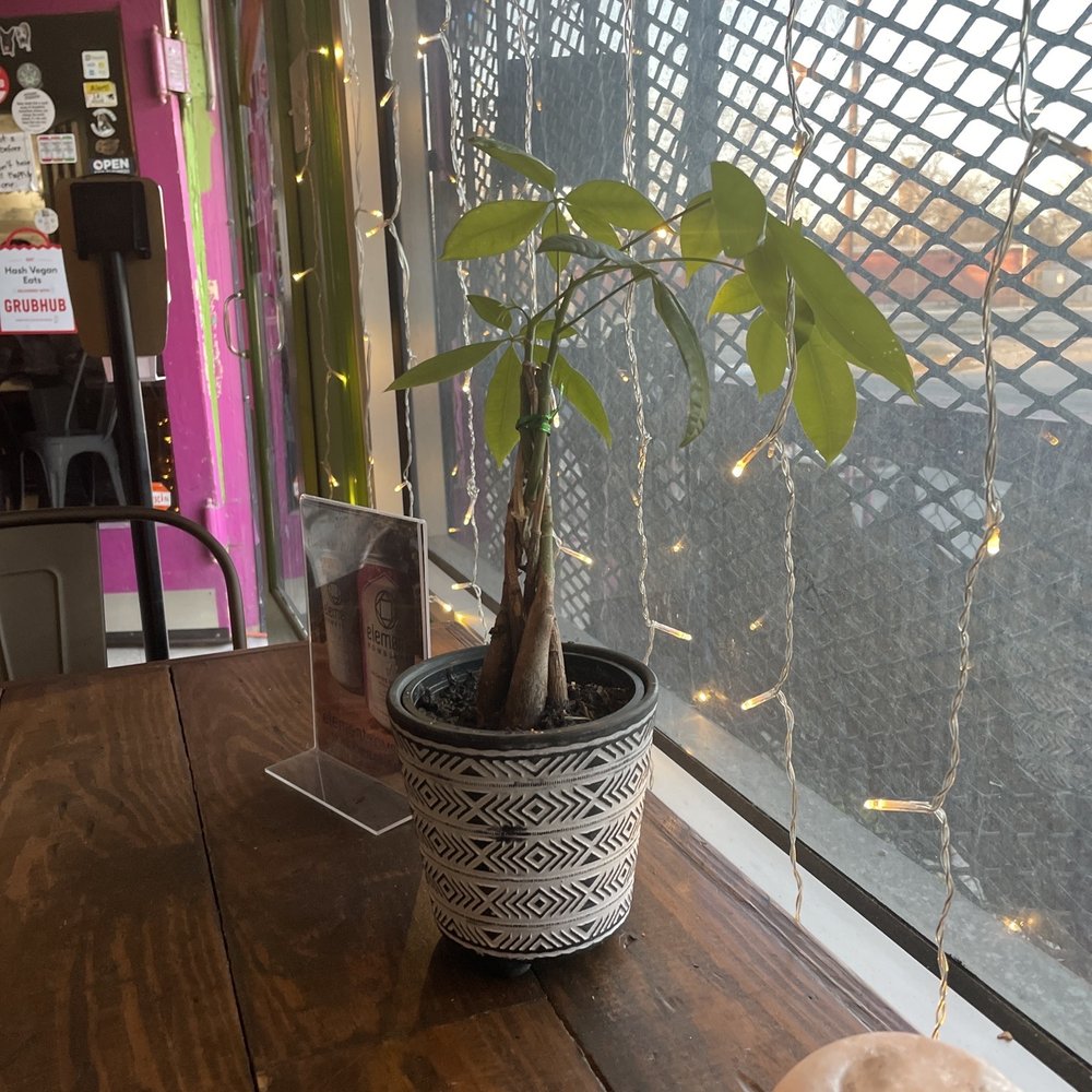 Hash Vegan Eatery - Cute money tree - Vegan Near Me - San Antonio, Texas