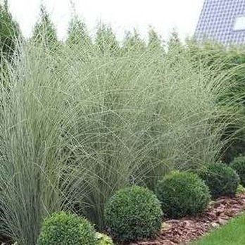Martin's Landscaping - Privacy and contrast - Tree Services Near Me - Wilmington, Delaware Martin's Landscaping - Privacy and contrast - Tree Services Near Me - Wilmington, Delaware