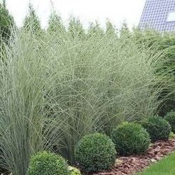 Martin's Landscaping - Privacy and contrast