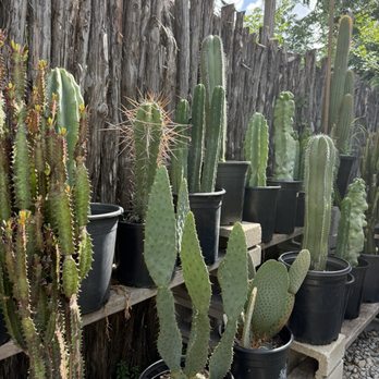 Oasis Plant Shop - Nurseries & Gardening Near Me - Dallas, Texas