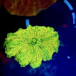 Your Reef Aquarium - Bright mushroom