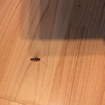 Lion Rock Properties - One of many roaches - Real Estate Services Near Me - Saint Louis Park, Minnesota Lion Rock Properties - One of many roaches - Real Estate Services Near Me - Saint Louis Park, Minnesota