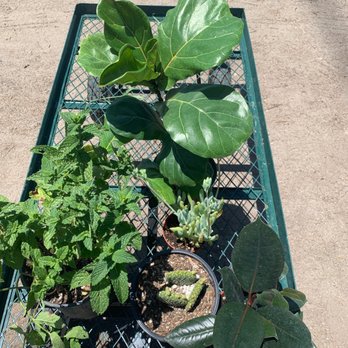 Mezcala Nursery - Such cute finds!!! - Nurseries & Gardening Near Me - Long Beach, California Mezcala Nursery - Such cute finds!!! - Nurseries & Gardening Near Me - Long Beach, California