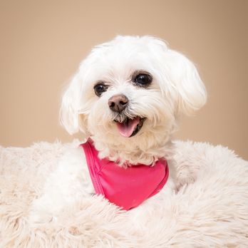 Florida Veterinary Cardiology - Minnie the patient - Veterinarians Near Me - Homestead, Florida Florida Veterinary Cardiology - Minnie the patient - Veterinarians Near Me - Homestead, Florida