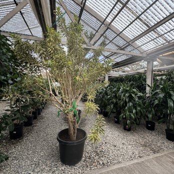 Rolling Greens - Expensive tree - Nurseries & Gardening Near Me - Culver City, California Rolling Greens - Expensive tree - Nurseries & Gardening Near Me - Culver City, California