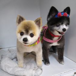 Cristy's Grooming