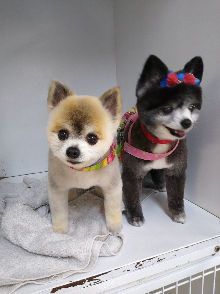 Cristy's Grooming Image