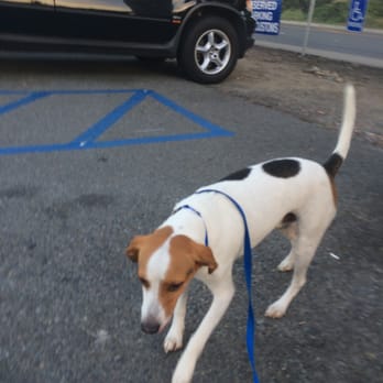 Air Animal - Enjoying a short walk right after landing - Pet Transportation Near Me - Tampa, Florida Air Animal - Enjoying a short walk right after landing - Pet Transportation Near Me - Tampa, Florida