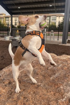 MUTTS Canine Cantina® - Austin by null