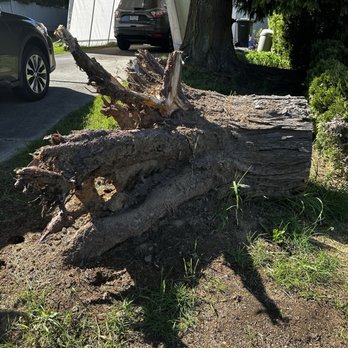 TreeSense Care - The challenge. Get rid of this stump. - Tree Services Near Me