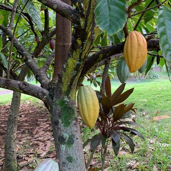 21 Degrees Estate - Bright yellow means time to harvest! - Tours Near Me - Kaneohe, Hawaii 21 Degrees Estate - Bright yellow means time to harvest! - Tours Near Me - Kaneohe, Hawaii