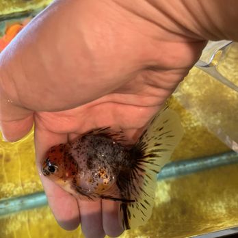 Genki Koi - Local Fish Stores Near Me - San Jose, California