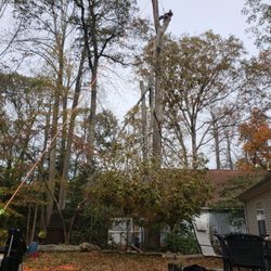 Monkey's in Trees