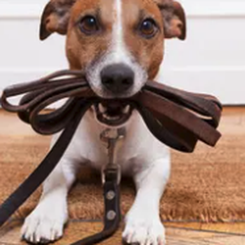 Mighty Scoopers - Pet Waste Removal Near Me Mighty Scoopers - Pet Waste Removal Near Me