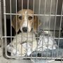 Photo of Vanguard Veterinary Clinic