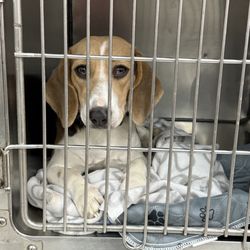 Vanguard Veterinary Clinic
