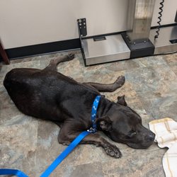 First Colony Veterinary Clinic