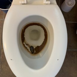 This is the third floor toilet after we flushed it once. The whole thing was brown. Only toilet with the seat down in the home.