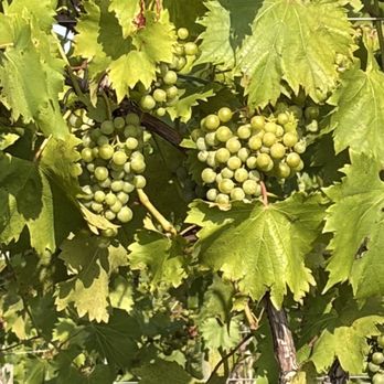 Three Brothers Wineries and Estates - Vineyard - Wineries Near Me - Geneva, New York Three Brothers Wineries and Estates - Vineyard - Wineries Near Me - Geneva, New York
