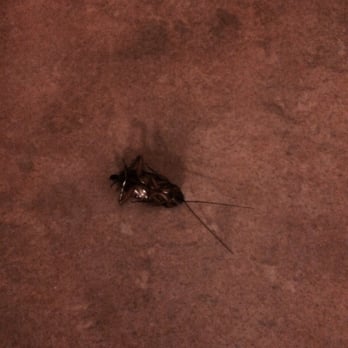 Lodge On The Desert - Bugs... Gross! - Hotels Near Me - Tucson, Arizona