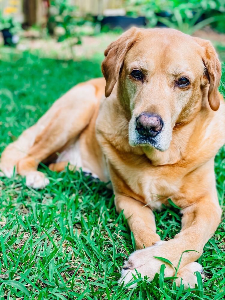 PRESTIGE PET CARE Updated September 2024 49 Photos & 34 Reviews