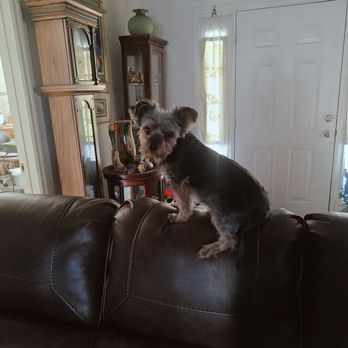 Pet Express Jax - Niki ruling from his perch - Pet Boarding Near Me