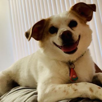 Fishers Veterinary Hospital - Veterinarians Near Me - Fishers, Indiana Fishers Veterinary Hospital - Veterinarians Near Me - Fishers, Indiana