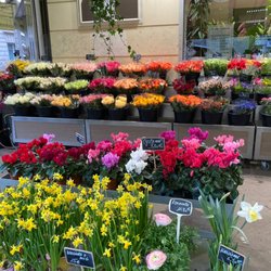 Fleurs d'Auteuil - Flowers