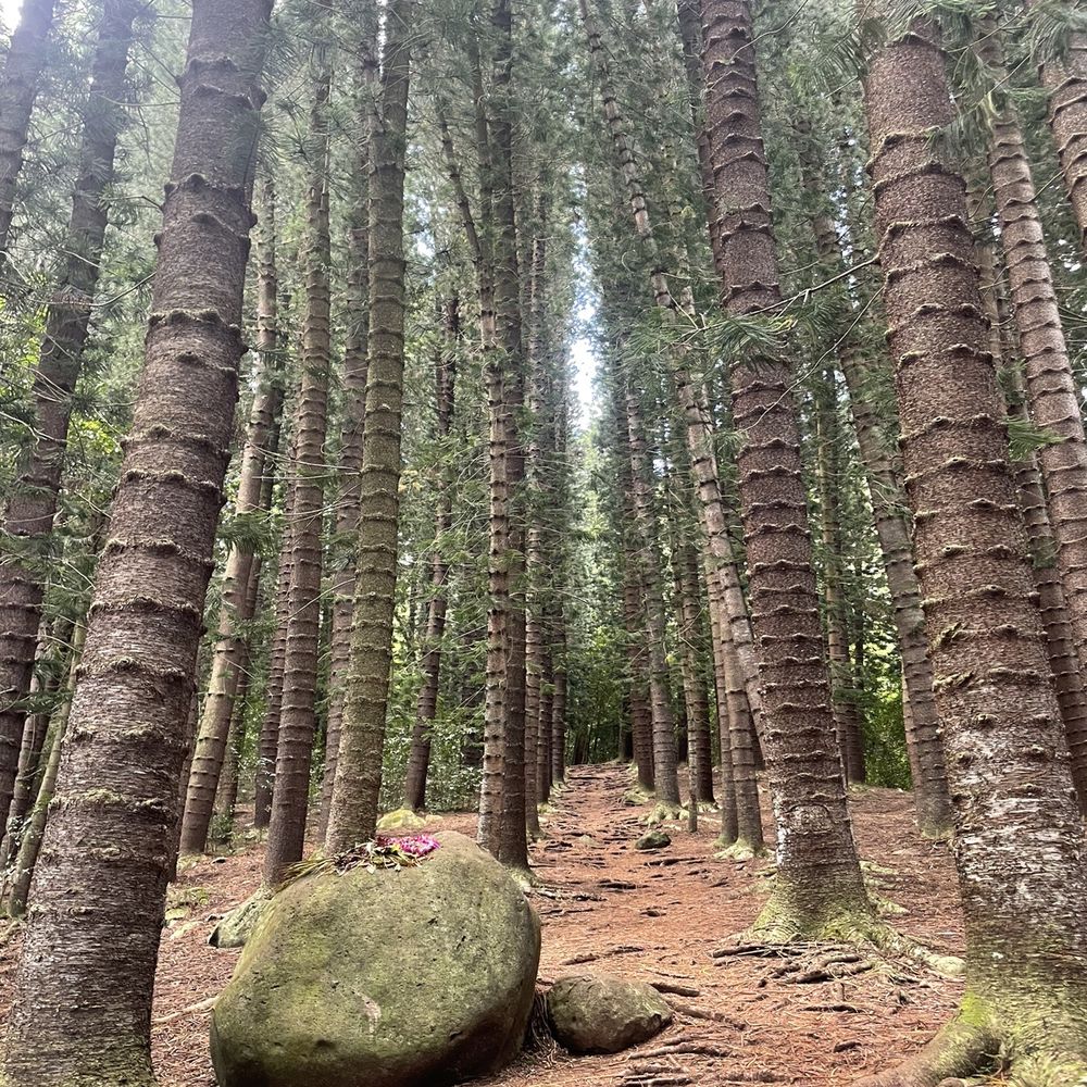 Sleeping Giant Trail - The trail up! - Hiking Near Me - Kapaa, Hawaii