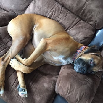 Pawparazzi Pet Salon - Relaxing at home after his awesome nail trim - Pet Groomers Near Me - Hoffman Estates, Illinois