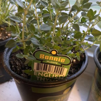 The Home Depot - Thyme - Nurseries & Gardening Near Me - Broadview, Illinois