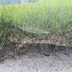 Turf Master Sod Farm - Ground not prepped correctly, still weeds and old grass under newly laid sod.