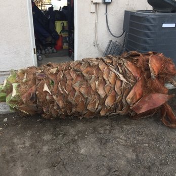 Advance Tree Service - Other half of my palm tree I cut - Tree Services Near Me - Chino, California