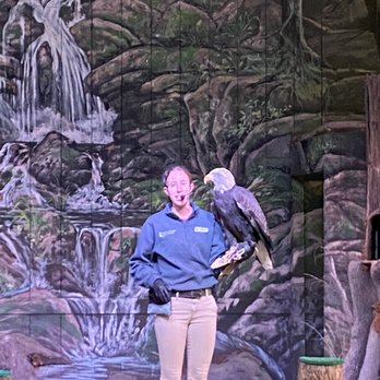 Dollywood - Amazing show. The finale where they bring out the bald eagle - Amusement Parks Near Me - Pigeon Forge, Tennessee Dollywood - Amazing show. The finale where they bring out the bald eagle - Amusement Parks Near Me - Pigeon Forge, Tennessee