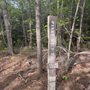 Photo of Duke Forest, Korstian Division