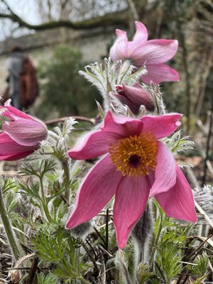 Oxford Botanic Garden by null
