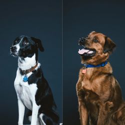 Koppel’s K9s 