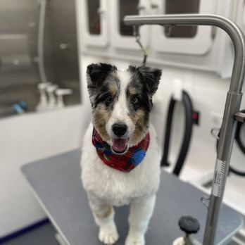 Barking Dogs Mobile Grooming - Chewy is a dapper fella! - Pet Groomers Near Me