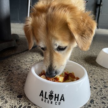 Aloha Beer - Bibimpup for my girl - Breweries Near Me - Honolulu, Hawaii