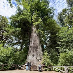 Prairie Creek Redwoods State Park - Big Tree!